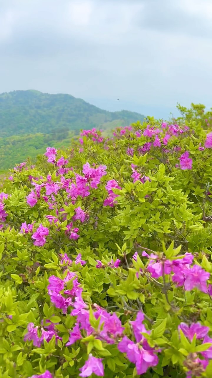 작년에 갔던 일림산이 좋아서 올해도 🌸
단풍은 왜때문에 있는건지 의문 🍁
비온뒤라, 더 예뻐
#보성 #일림산 #보성여행 #철쭉산행 #봄산행