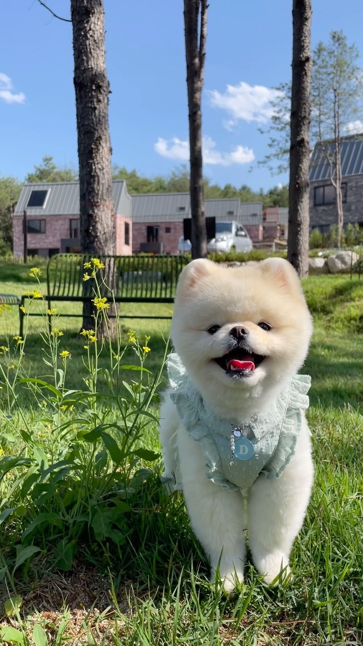 🍀🌿🪴🌱

비 오는 날 꺼내보는 날씨 좋았던 날의 추억

날씨도 예쁘게 웃는 토리도 너무 좋았다 💚