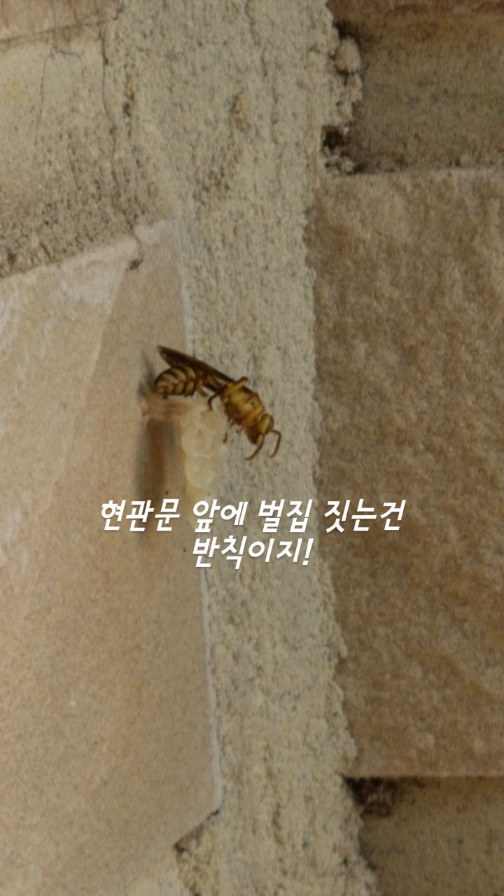 #벌집짓는중
주택 3년차...
자연학습 제대로 하는 중🐝
환장하겠네😵‍💫
#마당있는집 #주택살이의즐거움 #자연학습