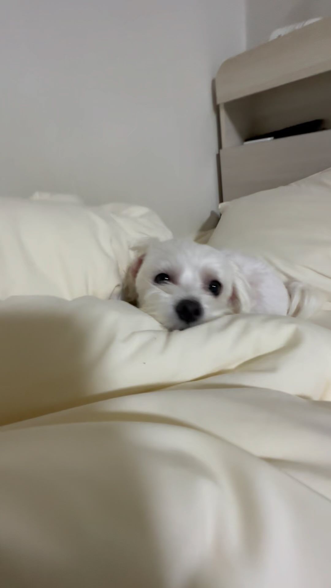 #뜔이 #댕댕이 #멍스타그램🐶 #갱얼쥐 #멍멍이