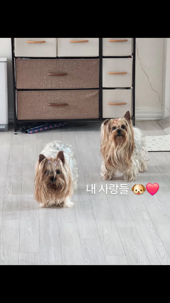 함께여서 고마워 😊

#KEUMBI #NEUNGKEUM #금비 #능금 #요크셔테리어 #yorkiegram #우아금비 #깜찍능금 #instadog #내공주님들♥#요키는사랑입니다❤️ #황금개_금비랑능금이 #금능이네 #yorkshireterrier