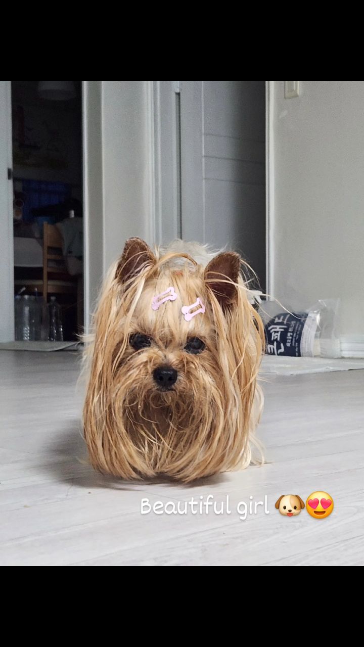 매일 매일이 더 아름다운 😄❤️🐶

#KEUMBI #NEUNGKEUM #금비 #능금 #요크셔테리어 #yorkiegram #우아금비 #깜찍능금 #instadog #내공주님들♥#요키는사랑입니다❤️ #황금개_금비랑능금이 #금능이네 #yorkshireterrier