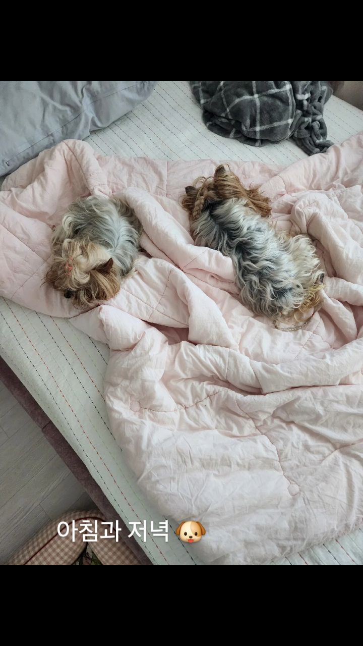 꿈나라속 금능이들 🐶❤️😍

#KEUMBI #NEUNGKEUM #금비 #능금 #요크셔테리어 #yorkiegram #우아금비 #깜찍능금 #instadog #내공주님들♥#요키는사랑입니다❤️ #황금개_금비랑능금이 #금능이네 #yorkshireterrier