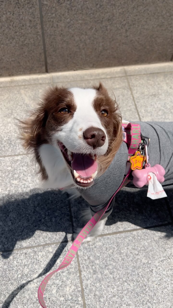 귀여워서 올리는 어느날의 루시 🤎
