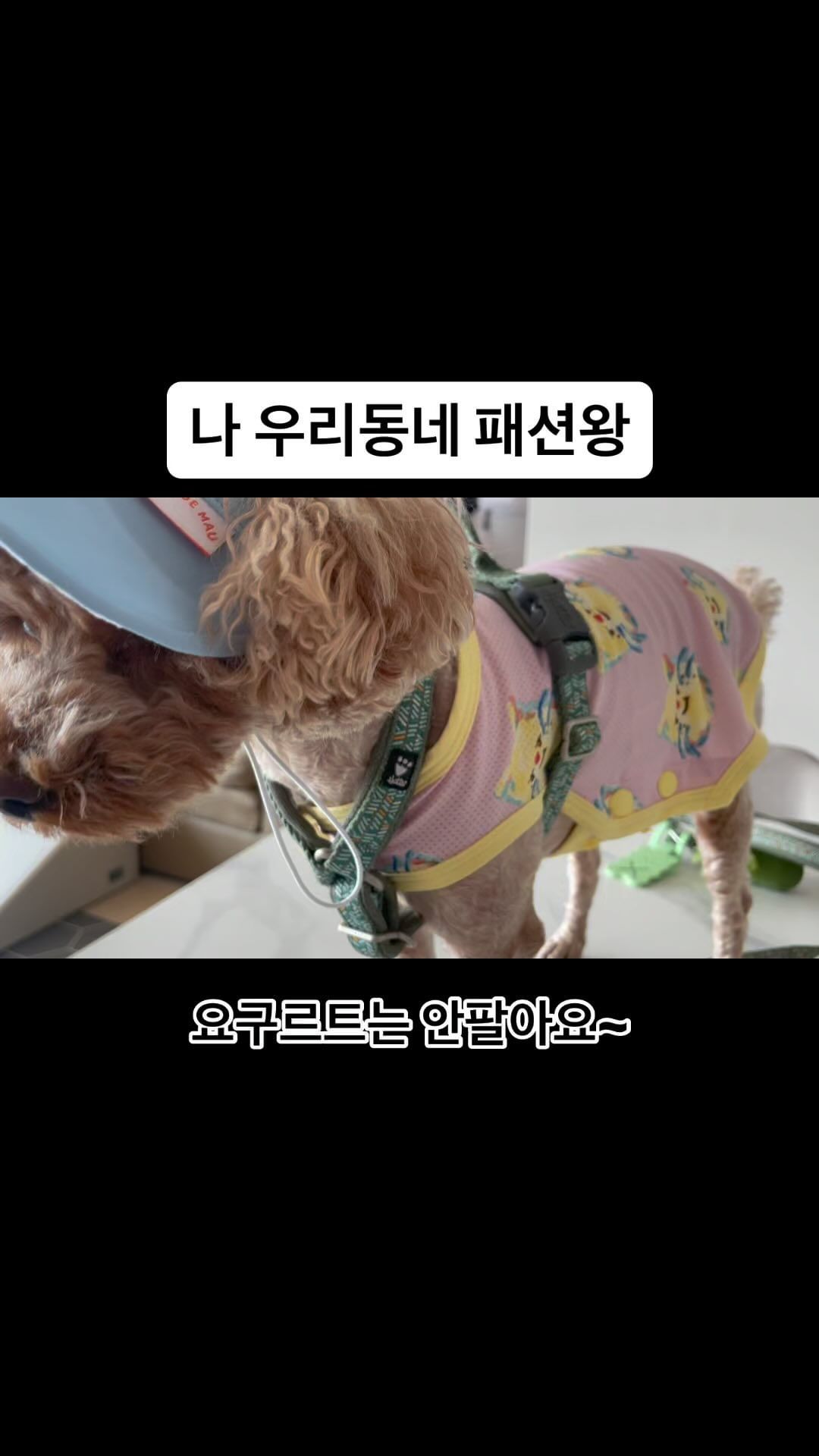 나 패션리다토리🐶 주둥이 털 살짝 올려서 뽀인트를 줘봤어
.
.
#강아지릴스 #강아지 #멍스타그램 #멍팔 #멍팔맞팔 #일상 #소통 #강아지모자 #데일리룩 #토리 #강아지옷 #dog #poodle #korea