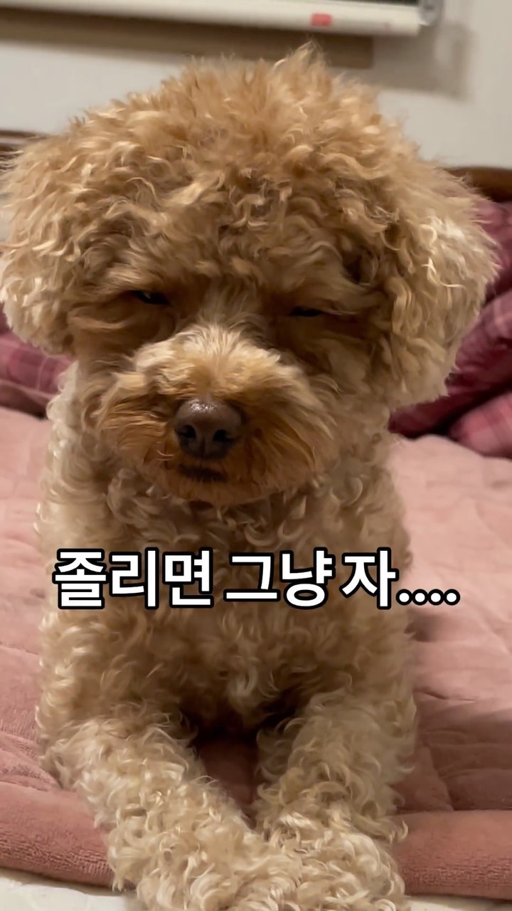 🐶10시에 드라마 봐야 한단 말이야zZ
.
.
#강아지릴스 #푸들 #토이푸들 #도토리 #멍스타그램 #멍멍이 #멍팔맞팔 #멍팔 #멍멍이그램 #일상 #소통 #korea #dog #poodle #daily #instadog #lfl