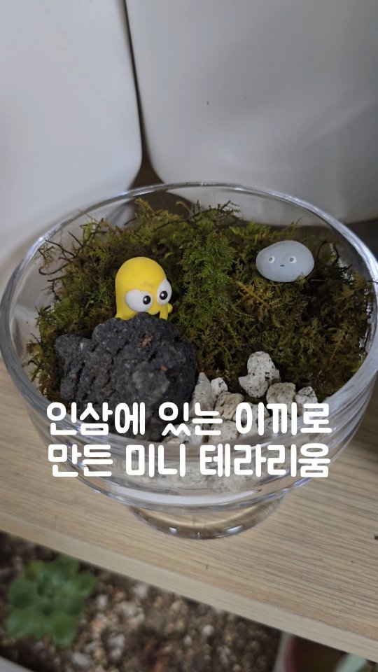 열심히 다니고난후 오는 나의 힐링타임💚
인삼에 이끼를 이용해서 테라리움만들수있어요!
촘촘히 박힌 예쁜 전체가 초록느낌 가득한 이끼는 아니지만 한동안 기분내기 좋은 부담없는 테라리움이 완성됩니다🫡
ㆍ
✔️다이소에 파는 아이스크림컵 활용했고
✔️몽돌이는 핸드메이드페어에서 홀려서산거
✔️노랑이는 미니언즈 피규어에 같이있던거에요
아마 미니언즈태어나기전? 태어난직후? 인거같음
ㆍ
#미니테라리움 #미니테라리움만들기 #다이소diy #힐링타임 #일상