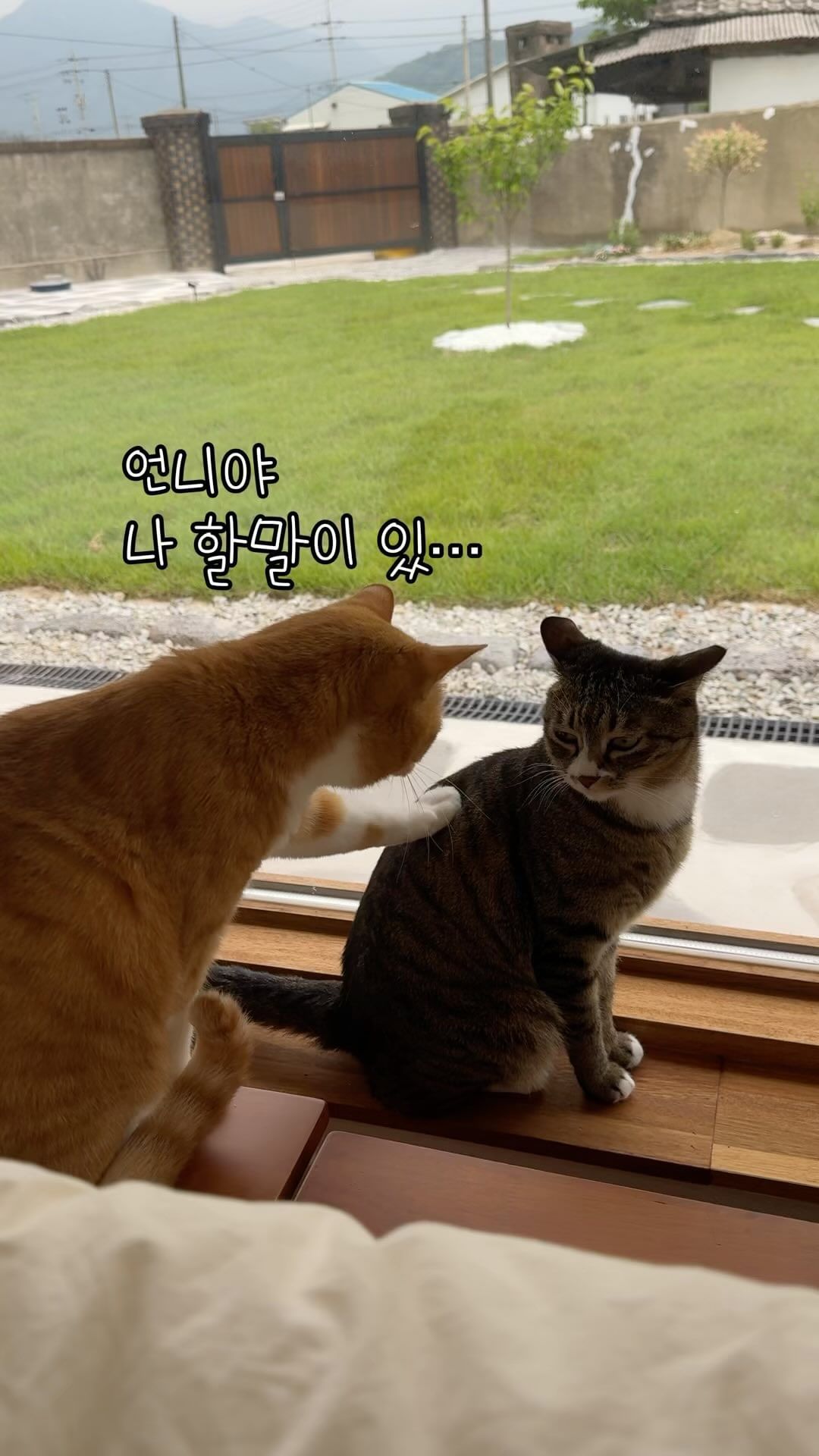 사이 안 좋은 귀촌고영희들. 요즘 이 녀석들 노는 거 보면 아주 재미나다. 사이가 안 좋은데 힘든 일(?)을 한번 같이 겪어서인지 또 은근 끈끈함. 위험한 곳(?)엔 둘이 같이 간다. 바로 옆에 붙어 있진 않지만 항상 서로 근저리에 있음. 그래도 8년을 같이 살았으니…! 

#로도 #로솔 #로자매
#귀촌고양이