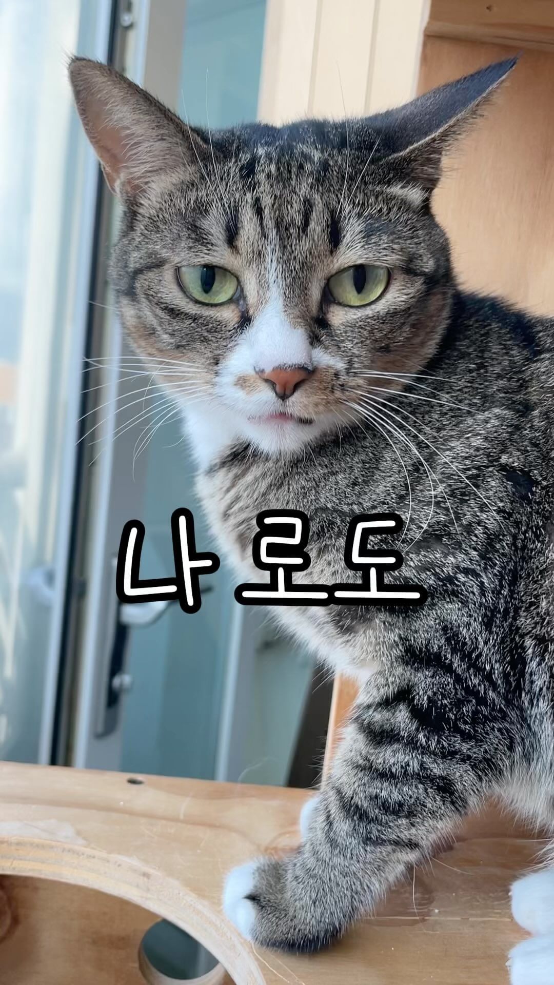 귀촌고영희 로도🖤

#로자매 #로도 #로솔 #로시