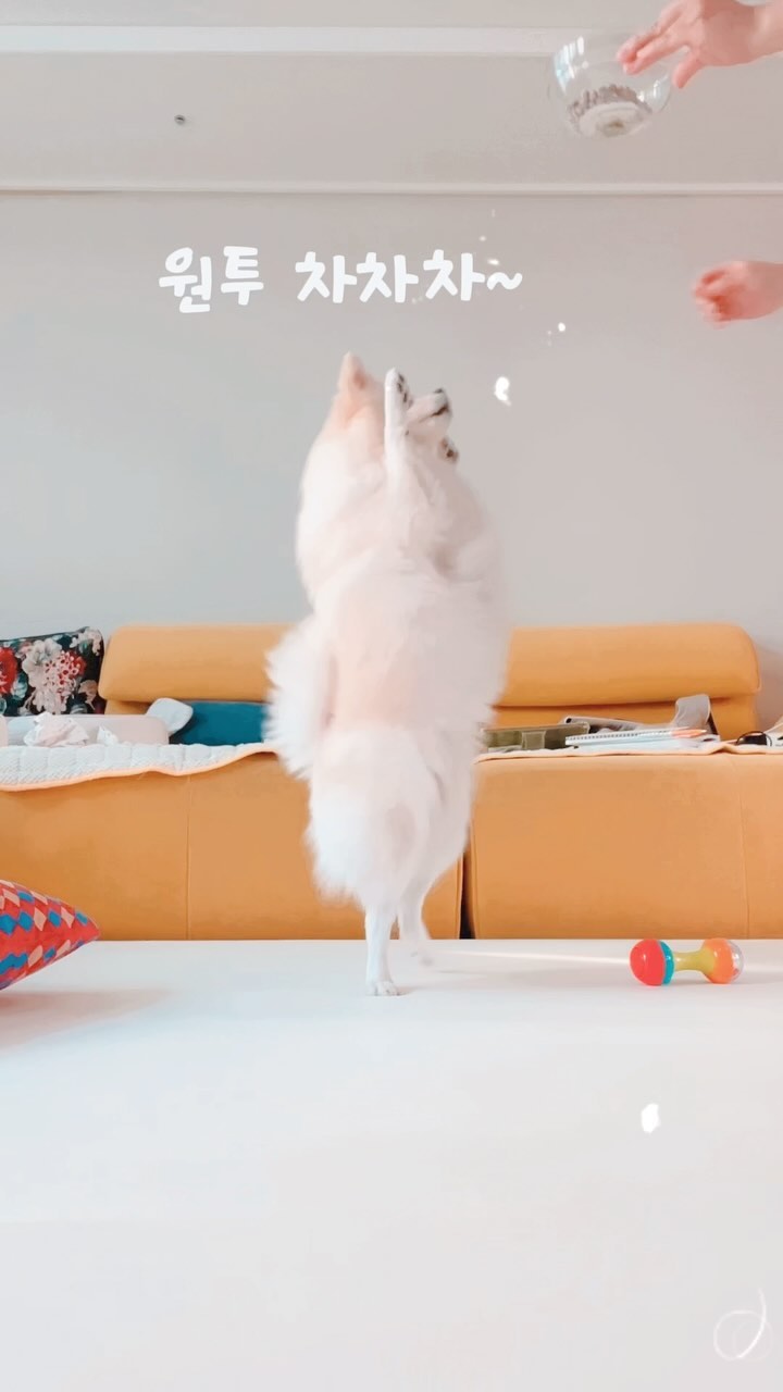 가끔 아주 가끔 하는 
눈누랑 댄스타임💛
알려주지도 않았는데 
제가 춤추니까 💃🕺
비슷하게 움직이더라고용

슬개골 때문에 아주 가끔 한답니다
👉🏻🥲👈🏻 

뉴진스 요번곡 춤 😍😍 너무 좋음🥰 

#소중한시간 #힐링타임 #댄스타임 #춤추는강아지 #dancedog #폼피츠눈누 #귀여운강아지그램 #폼피츠 #폼피츠는사랑입니다 #멍스타그램 #강아지 #멍멍이 #댕팔맞팔 #댕팔환영 #뉴진스 #sweetheart