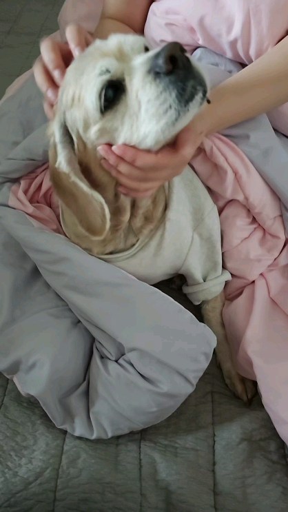 콘텐츠