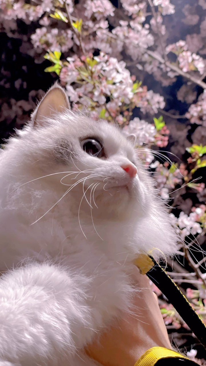 벚꽃 그리고 또동이,🌸