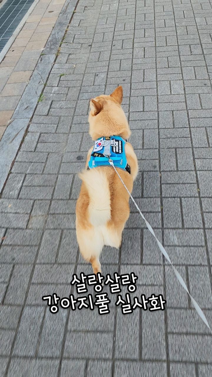 살랑살랑

#강아지풀 #꼬리살랑살랑 #꼬리치개