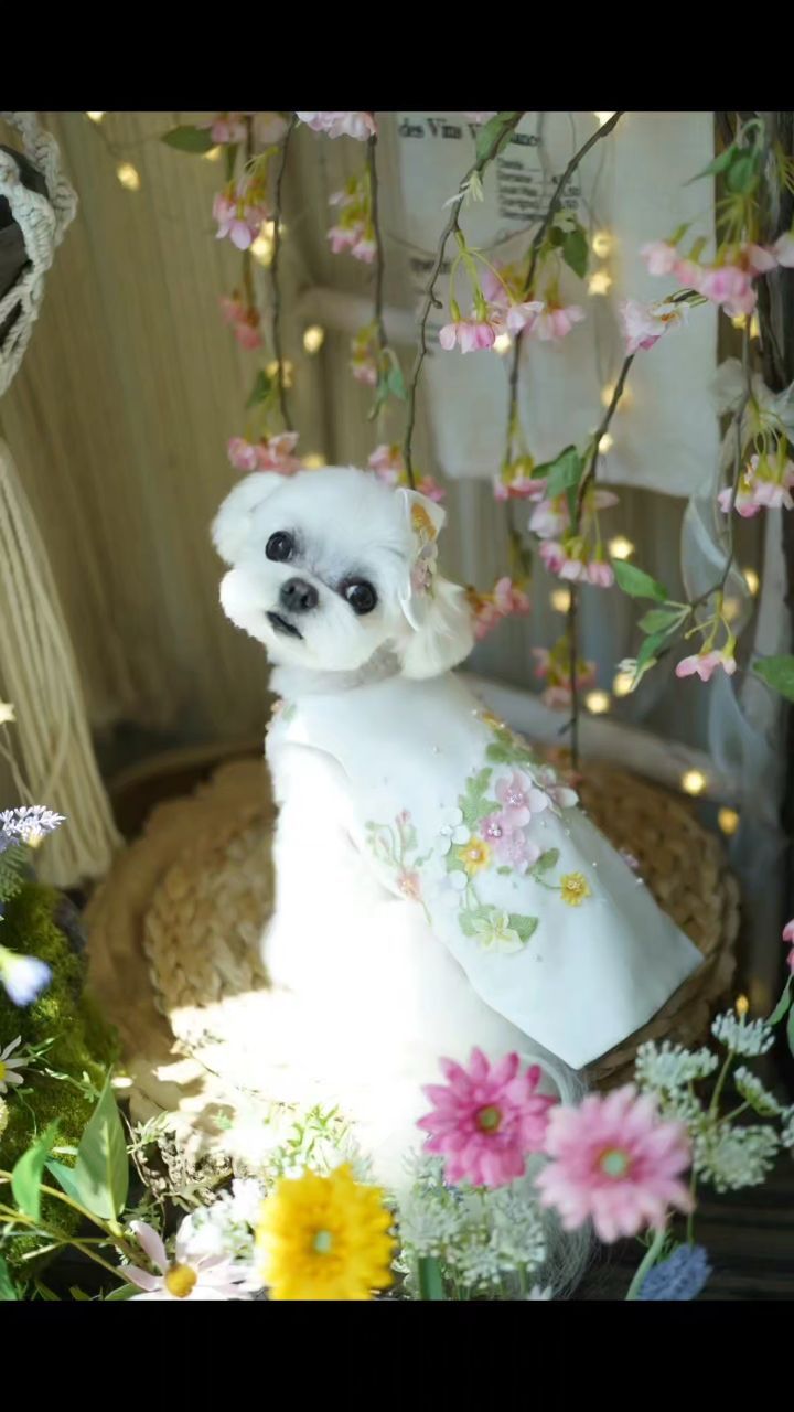 6월 조이피아 미용

꽃향기를 품은 축복

 💐💐💐

샤이니드레스 
나를 반하게 하다니 마음이 막 설레요.

조이피아 금손이신 미나샘님 
사진 작품속에 샤이니드레스가 퐁당

 💛💖🩵

어쩜 좋아요? 이리 고급지고 예쁘면..

한땀 한땀 정성가득 고퀄을 자랑하네요.

아이 참~🦋

꼭꼭 숨겨놓고 루루축복만 갖고 싶잖아요.

어떡하죠? 나는 욕심쟁이 우후훗 

 🌸🌸🌸

#조이피아
#샤이니드레스
#나만소유하고파
#배우견#모델견