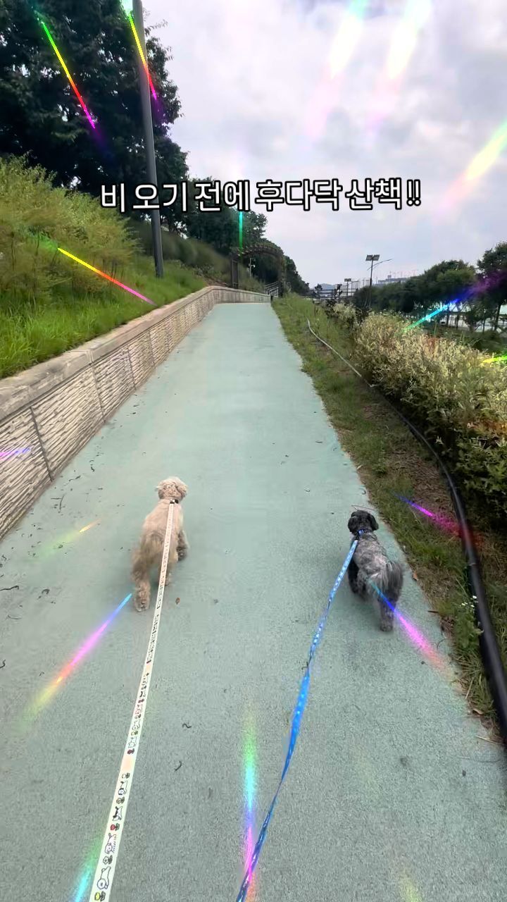 이제 언제 산책 나올지 모르니 후다닥!!! 

하루미 목줄,리드줄 @flot_official 

#장마  #장마전강아지산책 #강아지릴스 #릴스할줄몰라요 #걍대충 #말티푸남매 #하루미남매 #실버말티푸 #말티푸