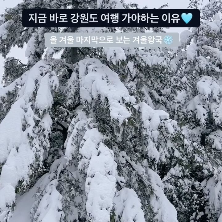 지금 강원도는 온 세상이 하얀 눈꽃으로 덮여 장관이에요 겨울왕국 그 자체🩵❄️❄️
아마도 올 겨울 마지막으로 보는 눈밭이 될 것 같아요!☺️

눈 덮인 강릉에서 보는 동해바다는 평소보다 훨씬 예쁘답니다❄️
강원도는 눈이 잘 녹지 않아 앞으로 한동안은 설경 감상하실 수 있을거에요!

📷정동진 조각공원, 심곡항, 대관령 휴게소