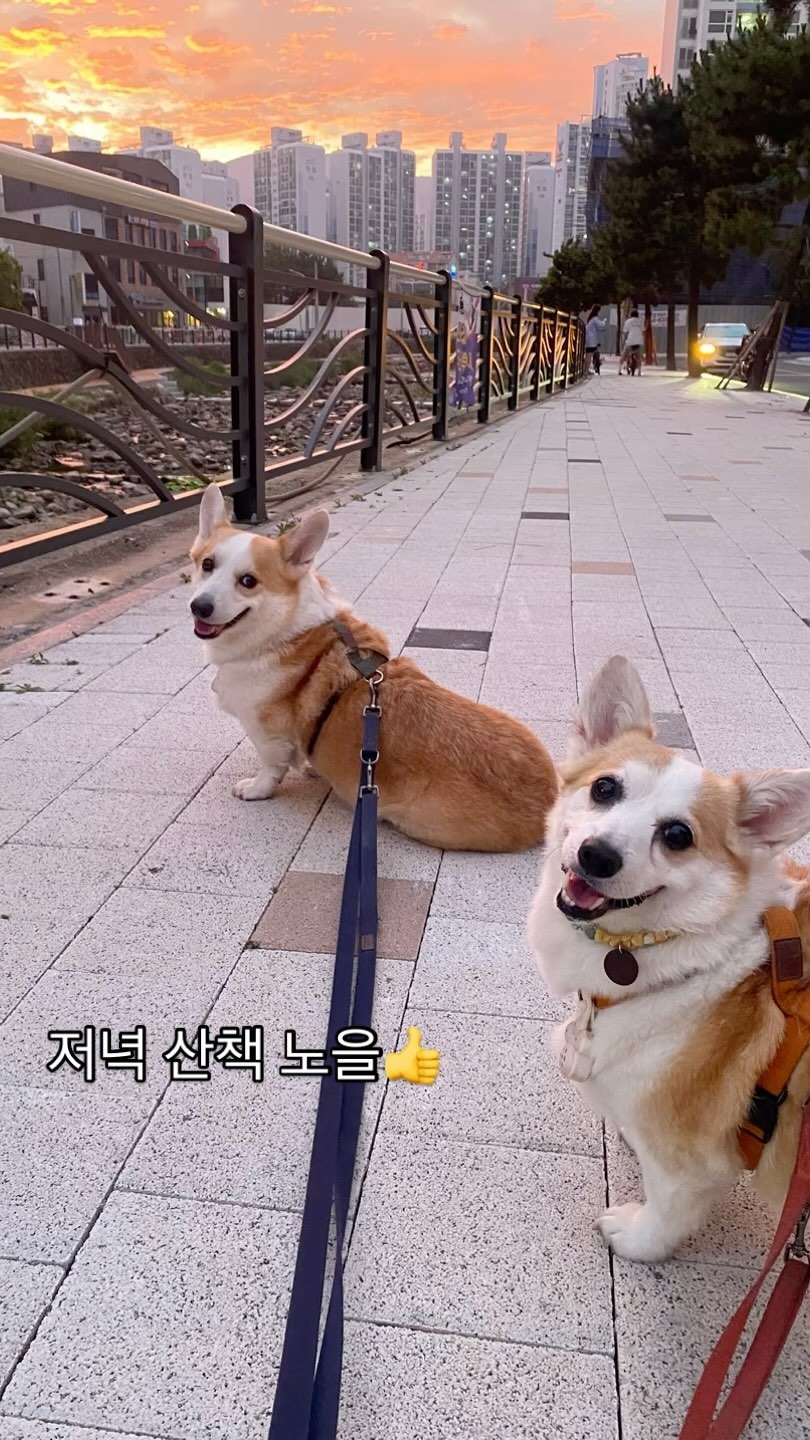 항상 해지면 산책 하다가 오랜만에 초저녁에 나갔는데
하늘이 너무 예뻤다>_<

#산책#웰시코기