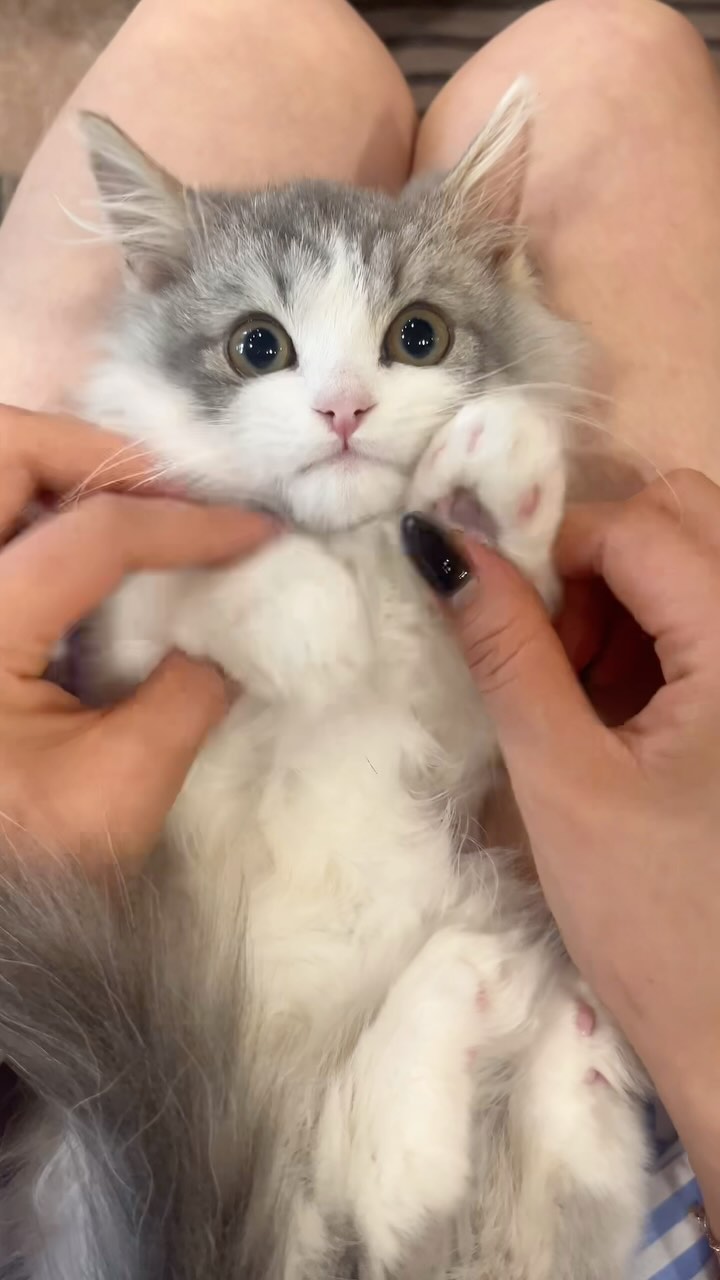 양념이 애기라서 암것두 몰라용 ㅇㅅㅇ🎀

#먼치킨 #아기고양이 #냥이 #고양이 #귀여워💕