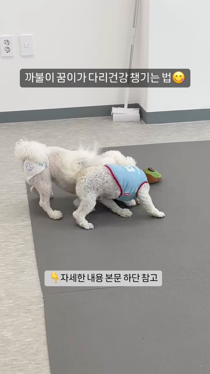 #제품제공 #서포터즈
까불이 꿈이의 다리 건강 비결 알려주께~!!
놀이방이나 운동장에서 신나게 뛰뛰하거나
산책후에는 닥터펫 펫큐어레이 원적외선 조사기로 
찜질하면서 마무리 하고 있오!
요즘엔 날씨가 더워서 시원한 실내에서 해야해!!
누나 손길 받으면서 즐거운 찜질타임❤️
담요형+USB라서 예민한 친구들도 덮기만 하면 되니까
스트레스 안받고 너무 좋더라!
들고다니면서 틈틈히 관리하기 딱이야👍🏻

🔥닥터펫 펫큐어레이
✅️KC인증 농림축산검역본부인증 동물용의료기기
✅️ 원적외선 12배 이상 효과
✅️피부 진피층까지 열이 침투해서 통증 완화
✅️피부 염증 개선+피부 면역 증가
✅️슬개골, 디스크, 골절 등 재활 치료 예방
✅️반영구적 사용 가능

1️⃣하루에 20분 사용 권장!
친구들 상태에 따라 하루에 여러번 사용해도 되지만, 혹시 화상을 입을 수도 있으니 주의해줘!

2️⃣꿈이는 10분씩 하루에 2번 하고 있어!!
자기 전에, 잠이 솔랑설랑 올때 덮어주면 나도 모르게 쿨쿨😴

🔖 @mungmungcom
#닥터펫 #닥터펫펫큐어레이 #강아지적외선조사기 #펫스니즈 #적외선조사기 #강아지슬개골탈구 #유기동물예방캠페인 #유기동물입양 #유기동물찾아주세요 #닥터펫 #펫큐어레이 #사지말고입양하세요
#펫스타트업 #반려동물스타트업 #동물용의료기기 #동물용의약품 #닥터펫과함께유기동물찾아요
#닥터펫펫큐어레이 #강아지적외선조사기 #강아지근적외선조사기 #적외선조사기 #강아지조사기 #강아지슬개골탈구
#고양이관절 #강아지디스크 #고양이디스크 #강아지피부병 #고양이피부병 #서포터즈