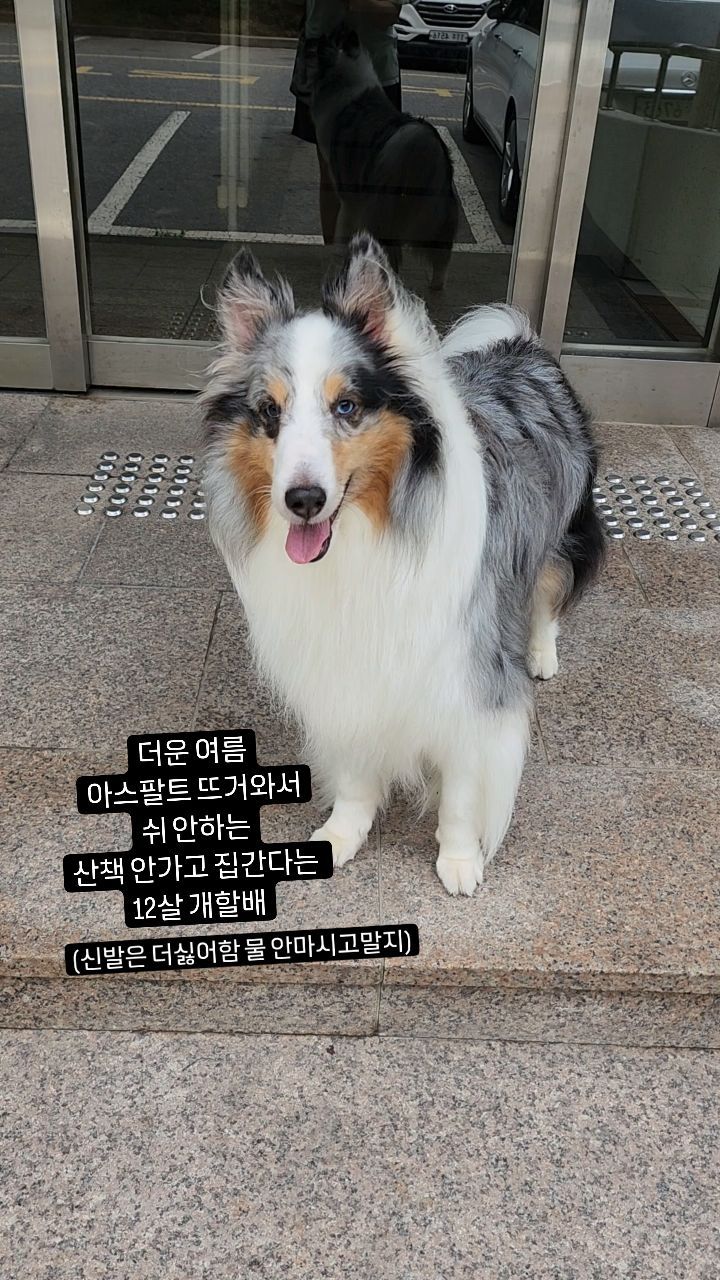 ❤️❤️❤️
.
구래도 다행인건

얘만 이러는건 아닌거 같다는 것
🤣🤣🤣

.
가고싶을때 물마시고 말햐♡
.
.
#개육아
#개할배봉양
#할배견
#나름12살
#제일88할나이
#인생은12살부터