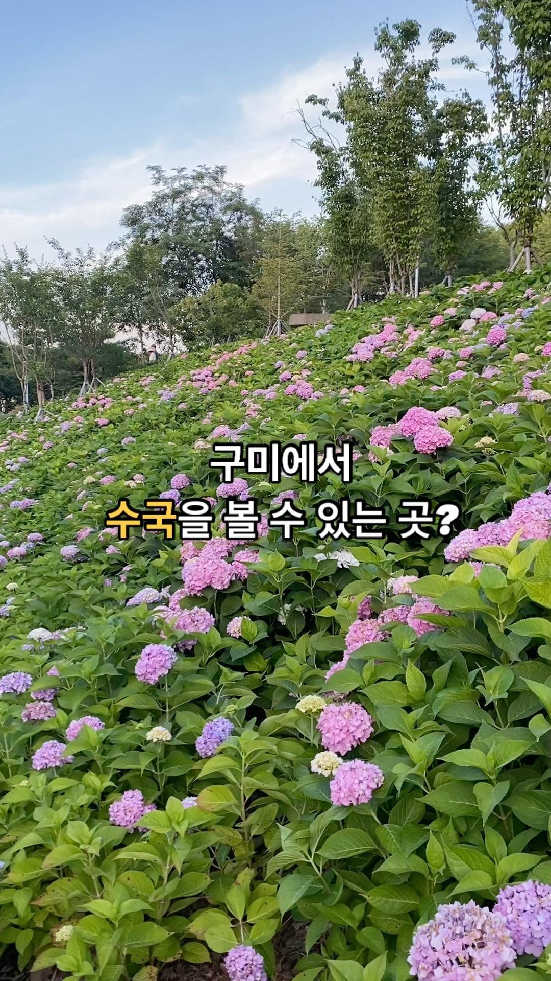 🐮 구미에서도 수국을 볼 수 있는 공원이 생겼다?! [구미다온숲]

🐮 쓰레기 매립장을 힐링 휴식 공간으로 재조성한 곳이에요.

🐮 낮엔 너무 더우니 해질 무렵에 방문하시는 걸 추천드려요. 핑크 노을을 구경할 수도 있어요ㅎㅎ 말랑카우는 18:30쯤 방문했는데 구경오시는 분들이 점점 많아졌어요. (24.6.16방문)

🐮 아직 엄청 유명하진 않아서 사람이 많지는 않았어요. 6월에 볼 수 있는 수국 구경하러 가보세요🤗 수국 길이 엄청 길지는 않다는 점 참고해주세용☺️ 구미 방문하시는 겸 들러보시는걸 추천!

#대구근교 #대구근교나들이 #구미수국 #구미산책 #구미꽃 #구미다온숲 #구미다온숲수국 #수국스팟 #수국추천장소 #수국추천명소 #6월수국 #6월수국의계절 #구미핫플 #구미가볼만한곳 #구미 #구미나들이