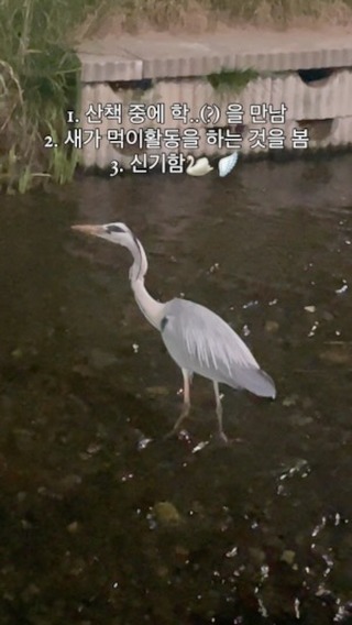 산책 중에 새 만난 썰 🦢 #산책 #새