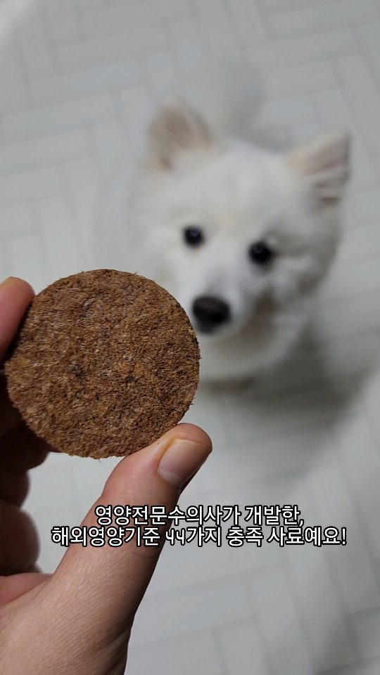 #협찬

트러스티푸드 포크 패티.

간식만큼 좋은 기호성 좋은 트러스티푸드 패티 소개해요!!

영양전문수의사가 개발한 패티 사료로 해외영양기준으로
44가지나 총족된 제품이라 믿고 먹이는 패티 사료랍니다👍👍

화포가 살이 쪘는데 지방 함량이 낮아서 일반 사료 양으로 줄이고,
패티 양을 늘려서 주고 있는데 사료보다 더 잘 먹어요~~

육분이 아니라 명확한 부위의 생고기만 사용하여
성분표에 예민한 분들도 강아지들에게도 믿고 먹일 수 있어요!!
(국내산 생고기 63% 함량)

우리 화포 먹을 때마다 직립보행마냥 흥분하며 일어서서
빨리 달라고 난리칠 정도로 믿음직스러운 기호성이라는 점🐶

#동결건조사료 #트러스티푸드 #동결건조패티 #강아지먹방 #강아지공복토