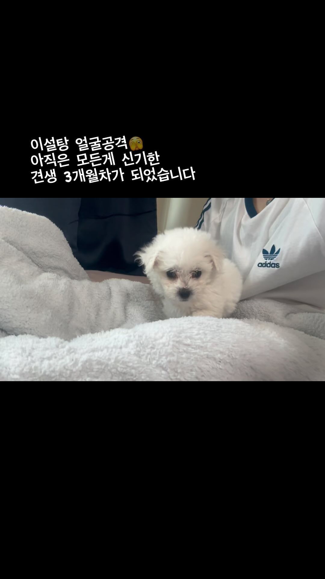 #견생일기 #비숑 #갱얼쥐 #3개월차입니다 #세상물정모르는 #개린이 #잘부탁드립니다 #이설탕 #벌써 #꼬질꼬질 #🐶 #bichon #개엄마 #개아빠