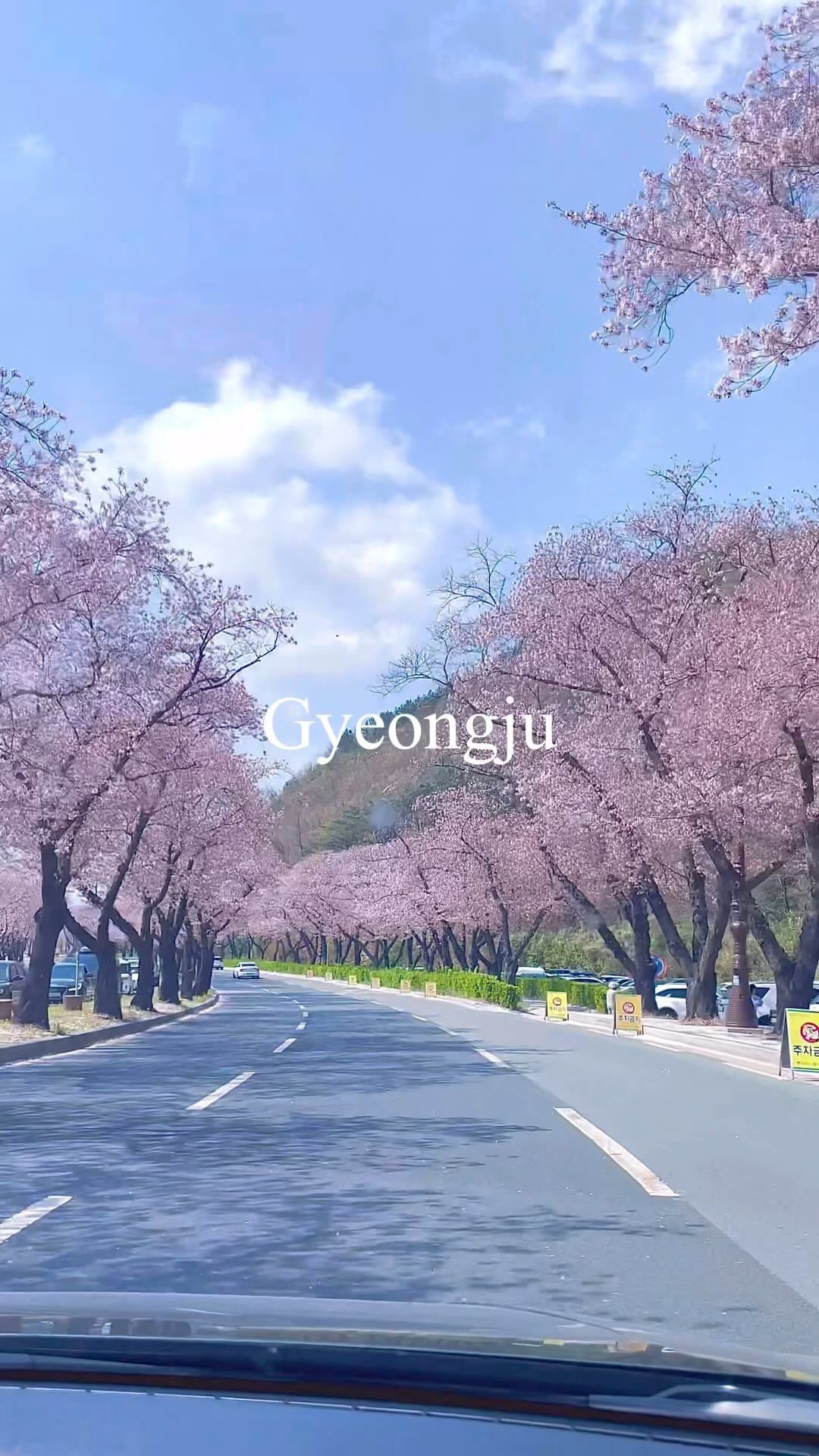 #경주 벚꽃여행가서 들리기 좋은 맛집 리스트🌸

이번 봄에 벚꽃보러 경주 많이 가시나요!??ㅎㅎ♥️
제가 다녀왔던 곳 중에 맛있었던 곳들 추천해드릴게요!!🫶🏻

📍#꿀꿀이 갈비찜🐽
🏷️경북 경주시 원효로 185
현지인 추천 맛집으로 콩나물 듬뿍 올라간 돼지갈비찜 맛집❗️

📍#보문뜰
🏷️경북 경주시 경감로 142-3
경주에서 이미 너무 유명한 곳이죵? 
매콤한 소갈비찜을 먹을 수 있는 곳이에요!🤍
캐치테이블 앱에서 웨이팅을 미리 할수도 있고, 
현장상황도 확인 가능하답니다

📍#청온채🌿
🏷️경북 경주시 포석로1079번길 8-5 청온채
▫️캐치테이블로 예약가능(11시 /17시만) or 현장 웨이팅
푸르고 햇살 가득한 정원을 보며 즐기는 정갈한 한식 맛집♡♡ 
명란 치즈 순두부찌개 꼭 드세요! 💓💓

📍#정수가성
🏷️경북 경주시 보불로 318
경주여행 3번갔는데 3번다 방문한 집이에요!
멋진 한옥 기왓장 건물 아래서 탁 트인 산과 골짜기를
바라보며 맛있는 한정식 드셔보세요!
부모님 모시고 가기 정말 좋은곳 🫶🏻

📍#순두부짬뽕 동궁 보문단지점
🏷️경북 경주시 북군길 27
보문단지점, 황리단길점 이렇게 두개의 지점이 있는데
우연히 들어갔던 곳인데 정말 너무 맛있었어요!
매운고추짜장, 순두부짬뽕, 복분자 찹쌀 탕수육 추천드려요♡ 

📍#교동쌈밥
🏷️경북 경주시 첨성로 77
쌈밥집이지만 백반처럼 다양한 반찬이 제공되는 곳이에요!
고기는 한우, 오리, 돼지 중에 선택할 수 있는데
돼지고기 추천드립니다!!

#경주여행 #경주맛집 #경주맛집추천 #경주벚꽃