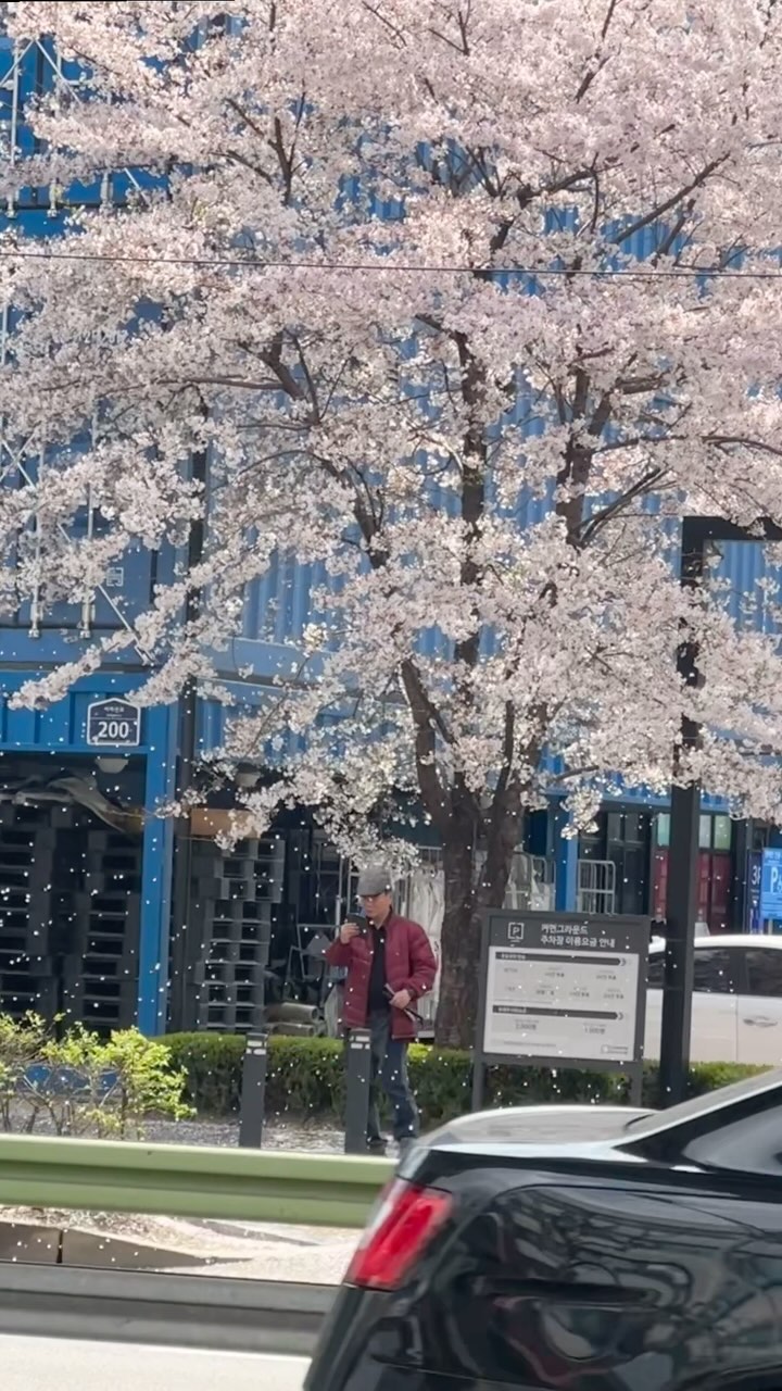 𝑐ℎ𝑒𝑟𝑟𝑦  𝑏𝑙𝑜𝑠𝑠𝑜𝑚𝑠 🌸