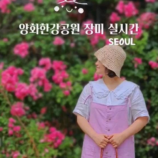 장미 막차 탑승 원한다면 🌹 
이번주 양화한강공원 나들이 어때요? :-)

📍위치 : 양화한강공원 선유도 다리 옆 

<24.05.28 기준> 만개한 꽃이 떨어지고 있어요.

장미터널에 들어갈 수 있도록 개방 되어 있고 
떨어진 장미 꽃잎과 사진 찍어도 이뻤어요 💕

#양화한강공원 #양화한강공원장미 
#한강공원나들이 #서울장미실시간