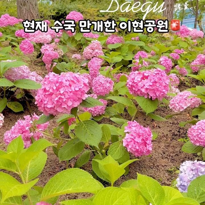 샤스타데이지 명소로 유명한 이현공원은
지금 수국이 예쁘게 만개한 상황🩷

분홍 수국은 잔디광장, 파란 수국은 야생화정원에 피어있어요

📸 2024.06.06 촬영

자세한 정보는 써나블로그에서〰️
네이버 ‘@써나’ 검색

#이현공원 #대구꽃명소 #대구수국명소 #대구이현공원 #대구봄명소 #대구6월가볼만한곳 #대구꽃놀이 #수국정원 #수국명소 #대구가볼만한곳 #이현공원수국 #여행스타그램 #대구수국