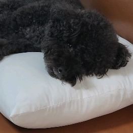 우리 기염둥이🖤
너모 기엽쟈나🫶🏻🫶🏻 아구 졸려🥹
근데 왜 ㅋㅋㅋㅋㅋㅋ
졸려도 내가 졸려야 할 것 같은데
ㅋㅋㅋㅋㅋㅋ🤣
.
.
.
.