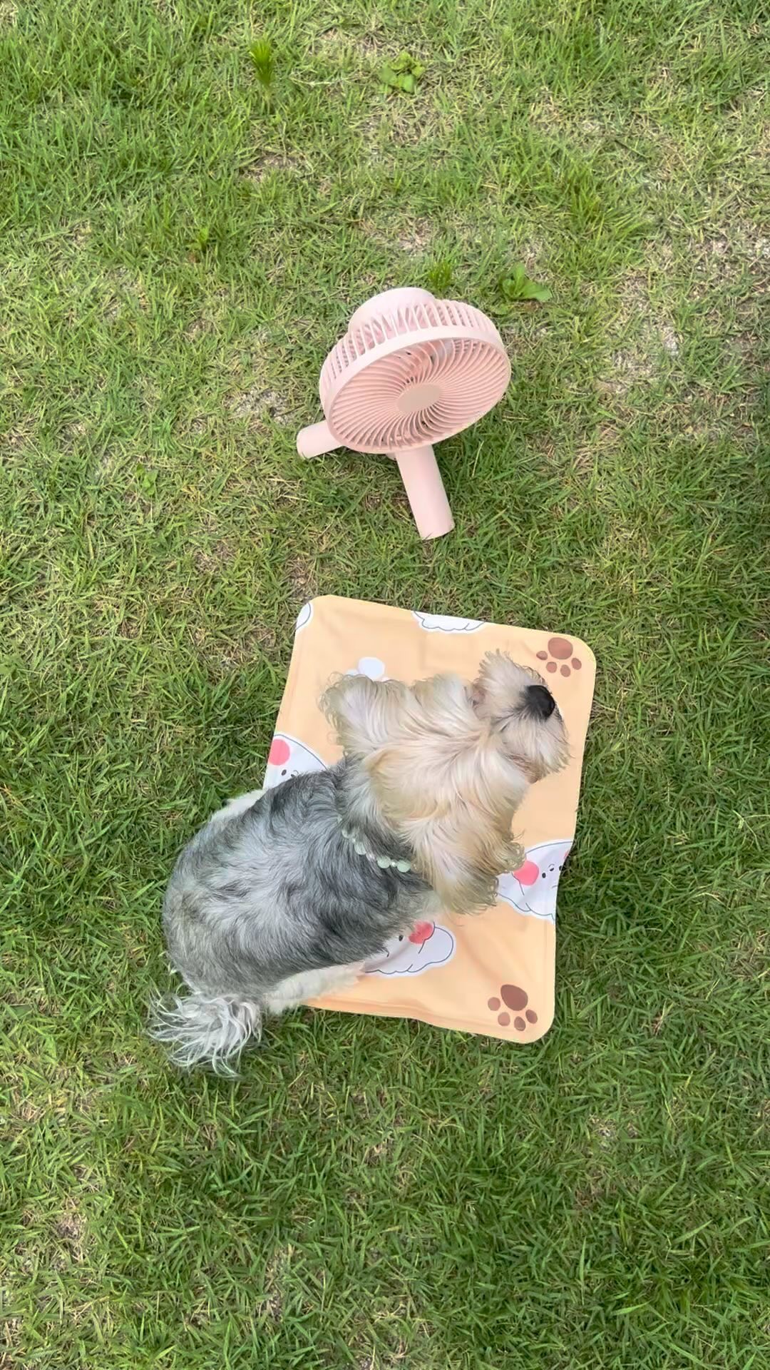 #협찬 #제품제공

요즘같이 습하고 무더운 여름🥵

야외활동 필수템은 휴대용 선풍기😎
귀여운 카카오프렌즈 발라당 선풍기는
휴대용& 스탠드& 타프형이 가능해요🫢

배터리는 무려 4,000mAh!
무드등모드도 가능하고
풍량도 4단계까지 조절이 가능해요

몰리는 야외 애견카페를 자주 이용하는데
이때 챙겨 다니기 너무 편하더라구요-!

같이 동봉된 귀여운 춘식이 스티커로
예쁘게 꾸미기도 가능🫢💞

더운 여름 야외활동 필수템인
춘식이 발라당 선풍기 어때욤?😆💞
👉 @widshop.co.kr @widshop.co.kr 

#협찬 #카카오프렌즈 #숏츠 #발라당선풍기 #캠핑 #휴대용선풍기 #여름방학 #야외활동 #휴대용선풍기 #캠핑용선풍기