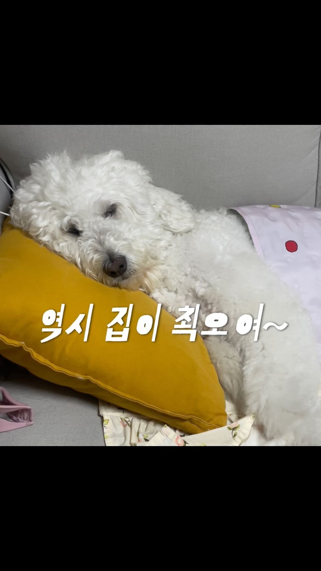 -
잘자요 개가씨 
.
#아니근데너사람이야?