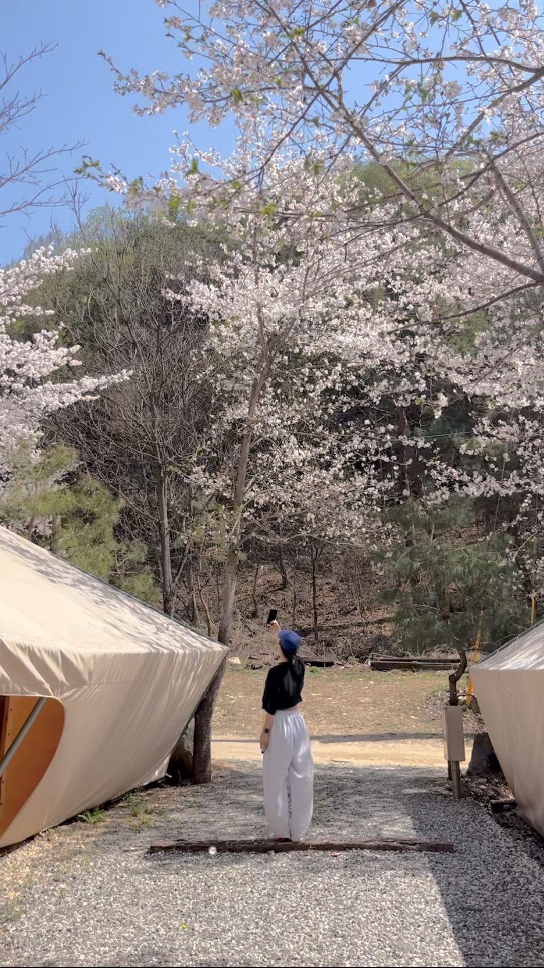 🌸벛꽃글램핑