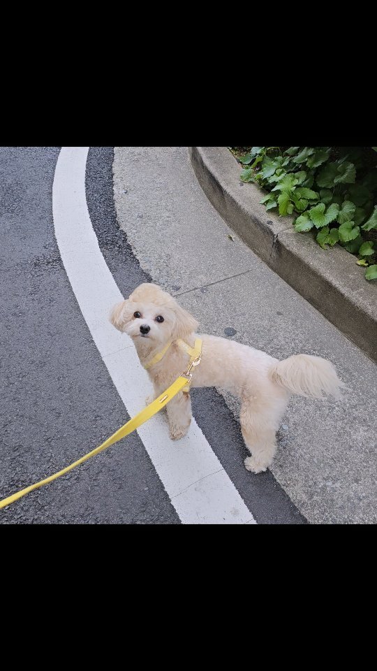 압빠랑 옴마랑 올만에 주말 산책하니까
넘모 좋다개🥰

#크림말티푸그램 #말티푸다비 #생후505일 #강아지산책중
