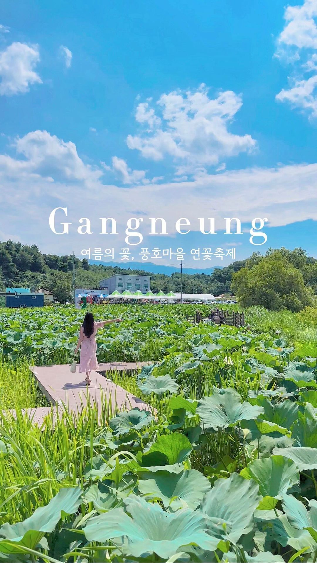 지금 강릉은 연꽃잎으로 가득🪷💞 

#제작지원 X @gangneungcity 

여름의 꽃, 연꽃이 만발하고 있어요!
애니메이션에 나올 것 같은
여름감성 가득한 이 곳은

올해로 14회째!
하얀백련과 연분홍 홍련이 활짝 피어난 
’풍호마을 연꽃축제‘를 소개합니다

마을 주민들이 정성들여 가꾸고 준비한
연꽃단지로 다양한 로컬 먹거리와
체험 프로그램을 즐길 수 있어요

연꽃단지 속엔 데크산책로도 잘되어있어
좋은공기 마시며 산책하기 딱!

참여형 행사들로 꽉꽉 채워져 있고 
탐방로에는 야간조명이 설치되어 있어
저녁에는 로맨틱한 연꽃 감상가능✨

축제가 끝나도 연꽃을 볼 수 있으니
강릉으로 나들이 다녀오세요 ◡̈

〰️연꽃 보러 갈 사람에게 공유하기💗
〰️더 많은 여행지는 @jello_haa피드에💌

📍연이랑 풍호마을
▫장소:강릉시 강동면 풍호길 100-1(하시동리 1300)
▫축제일정: 7.19(금)~7.21(일)