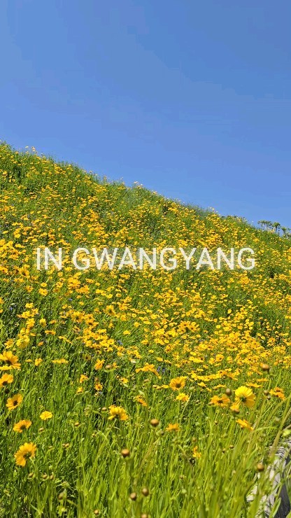 _
📸 2024. 5. 15

서천변 가려다 아이들 물사러 가는데 눈앞에 똬악😲
#금계국 동산이에요!!! 참새는 방앗간을 지나치지 않죠😁
아랫단 윗단 한창 피는 중이라서 다음주까지도 예쁠것 같아요~
주말에 #서천변장미 보러 가시는 김에 살짝쿵 구경 다녀오세요~

#광양금계국