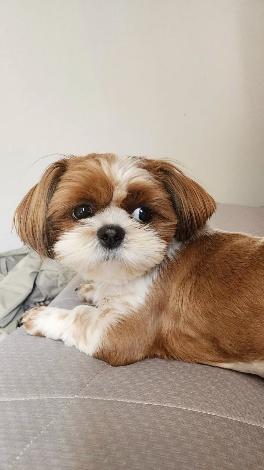 술찌의 봄🐶
여름에도 잘 부탁해❤️
#술찌#시츄#반려견#가족