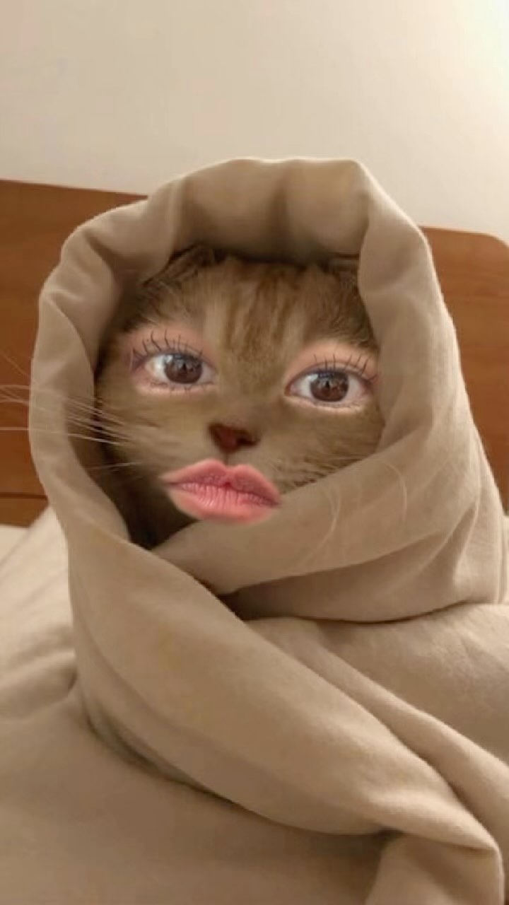 무슨고양이