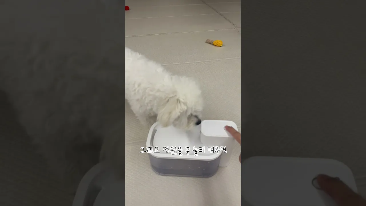 #댕냥정수기 #협찬 아니 닉센 정수기 너무 좋잖아요,,, 소음제로에 움직임 따라 작동!?!? #강아지정수기 #고양이정수기