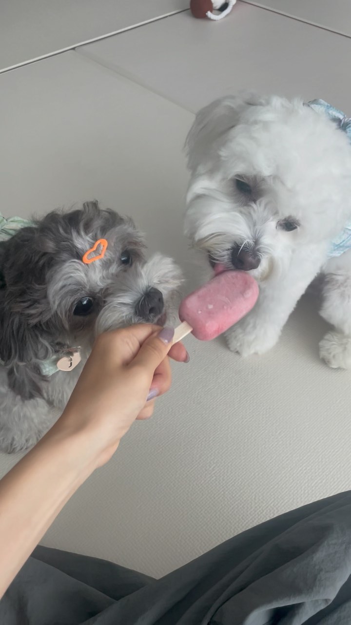이렇게 더운날엔
딸기요거트아이스크림☀️

@sing_paw_meal