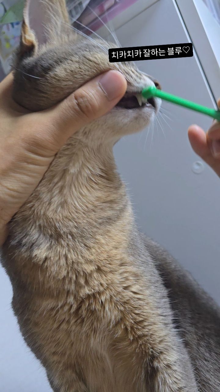 ✅남편이 매일 어렸을때부터 양치질을 잘 시켜서인지 ㅎ
양치질 할때마다 좋다고 그릉그릉하고 넘 귀엽지 않나요ㅠㅠ 사랑스러워블루냥♥️♥️♥️ 내새꾸
.
.
.
#아비시니안블루#반려묘#고양이영상#고양이집사