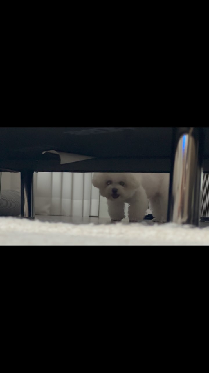 쇼파 밑으로 SOS 레이저발사🥺🥺
젤리야 와서 도와달라해야지 ㅋㅋㅋㅋㅋ