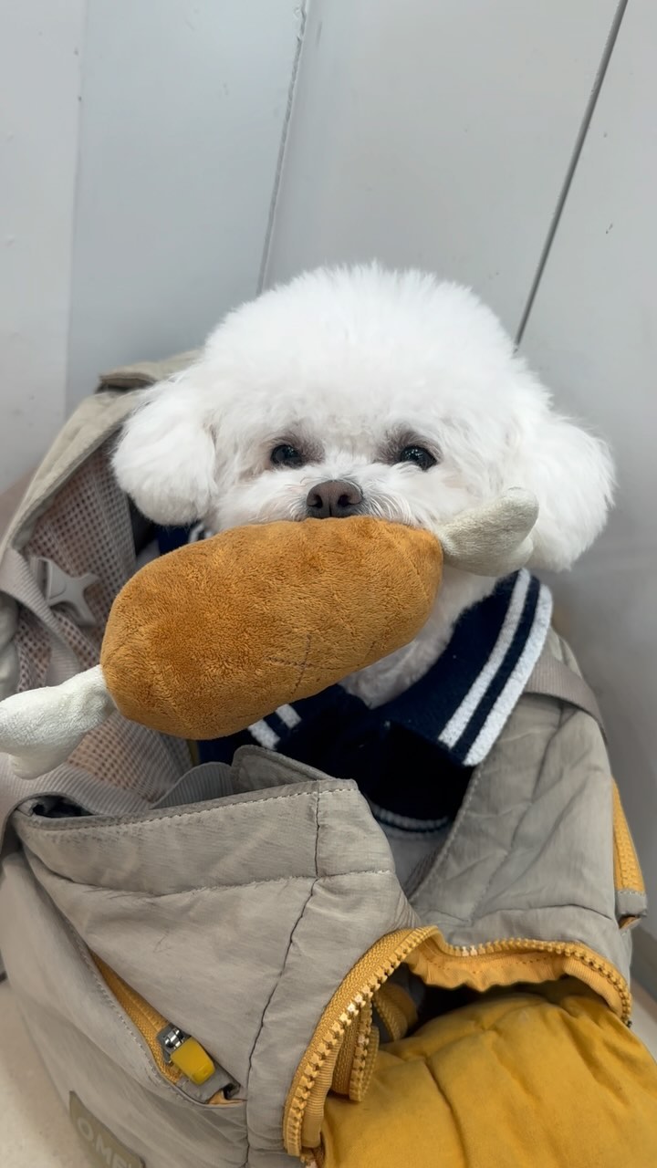 나는 귀여운 강아지🐻‍❄️🐻‍❄️