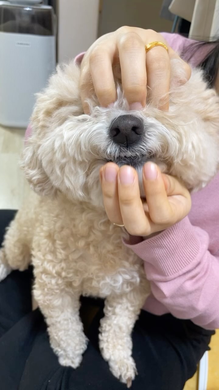 콘텐츠