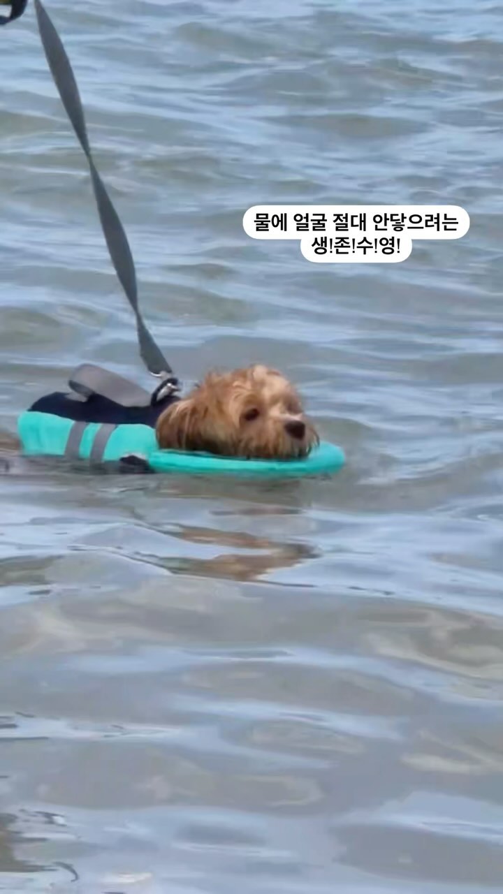 개진지 🐶

#강아지 #수영 #해수욕장 #말티푸