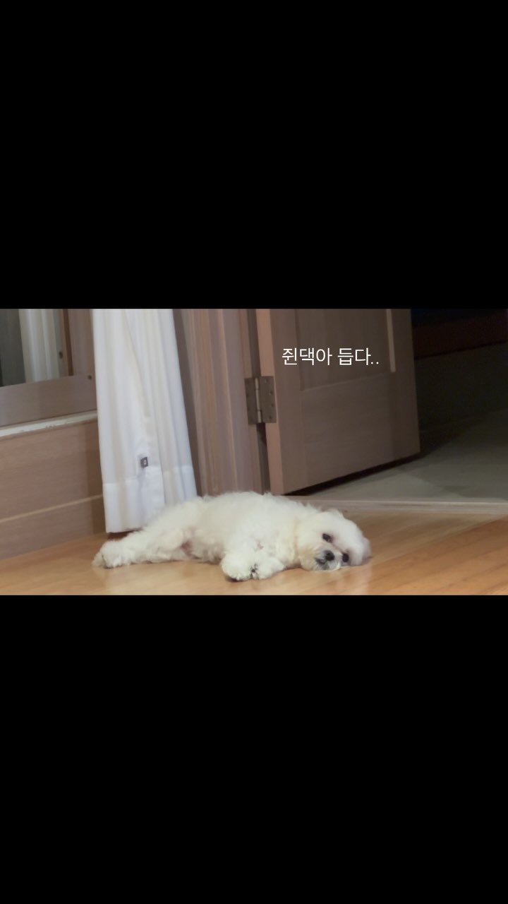 ▶️ 더글러스 ‘쿨얼음패드’ : 
https://naver.me/GMmF4idH

✔️ 튼튼하고, 접을 수 있어 보관하기 쉽고 편리
✔️ 발톱으로 아무리 긁어도 찢겨지지 않는 재질로 되어있어 안전성도 확인됨
✔️쿠션감으로 누워서 강쥐만족도 상승 
✔️손쉽게 가방안에도 넣을 수 있기도해 차안. 애견카페. 실외 밖에서 사용가능

--> 네이버에 ‘더글러스 강아지쿨매트 쿨방석 얼음 패드‘ 치시면 올 여름 우리 애기 션하게 보내기 가눙~🤤

가끔보면 나 사람이랑 살고 있는것 같아..💭🩵

#강아지쿨매트 #고양이쿨매트 #애견쿨방석 #더글러스