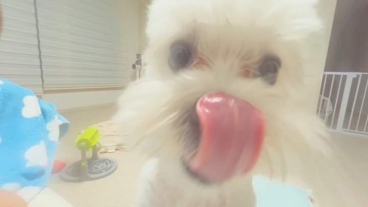 구르미가 뽀뽀해주꿰💋
짜식아,, 핸드폰 침 범벅이다🥹
#강아지뽀뽀 #귀여운강아지 #강아지짤 #혀낼름 #누나바라기